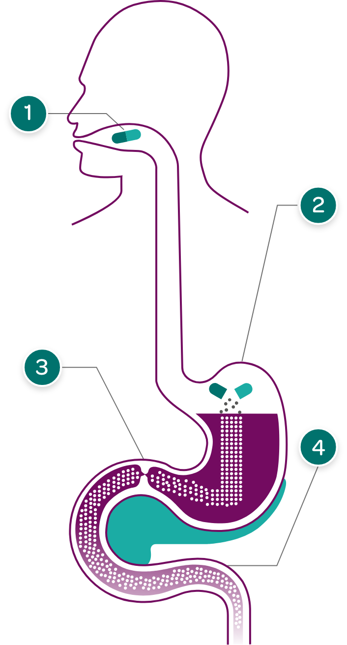 PERT capsules